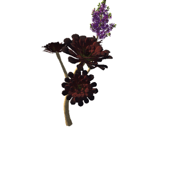 Flower_Aeonium Black Rose 4
